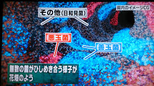 腸内フローラ.png