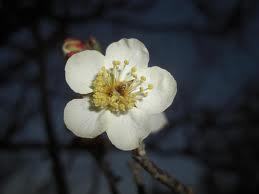 梅の花.jpg
